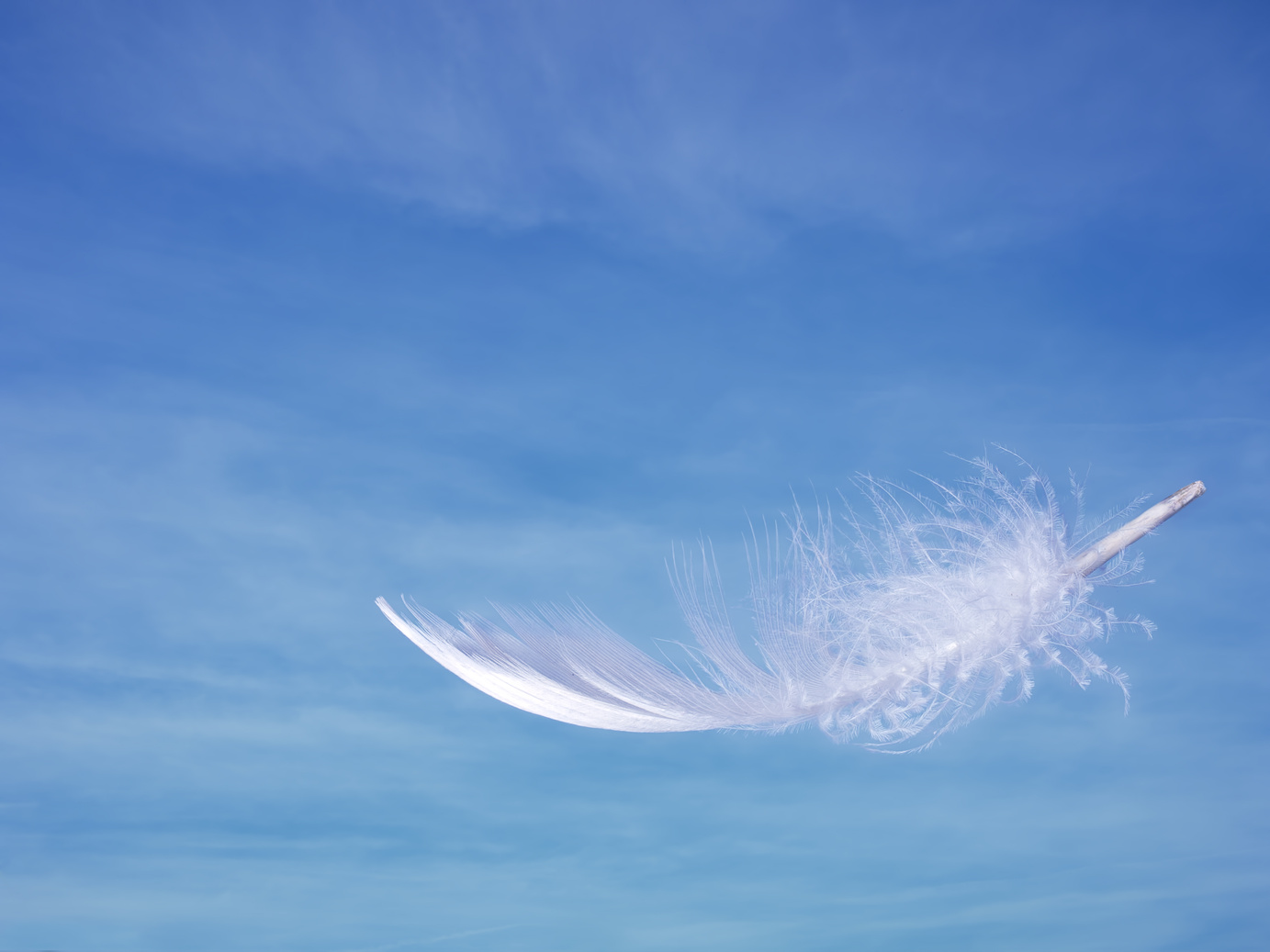 Feather and Sky 